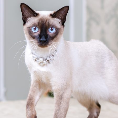 The theme of luxury and wealth. Young cat without a tail purebred bobtail Mecogon is on the big bed headboard near the Renaissance Baroque pillow in France Europe Versailles Palace.; Shutterstock ID 1535983961; purchase_order: Teuerste Katze; job: ; client: ; other: